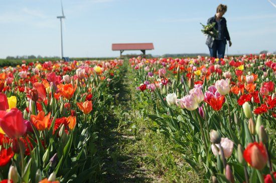 Hanneke's Pluktuin