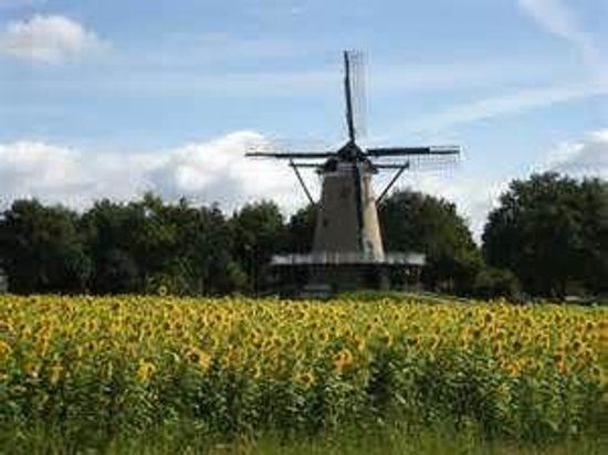 Stellingkorenmolen De Windhond