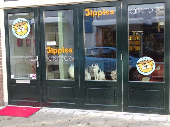 Jippies kattencafé