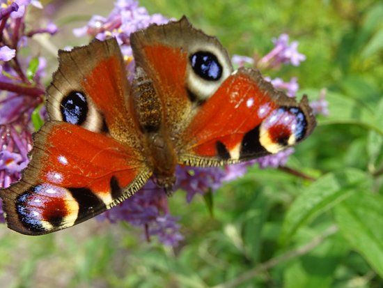 Hortus Naturalis