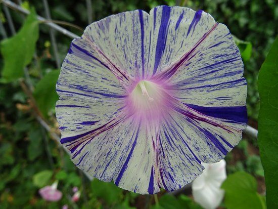 Kwekerij en Kijktuin Aan de Dijk