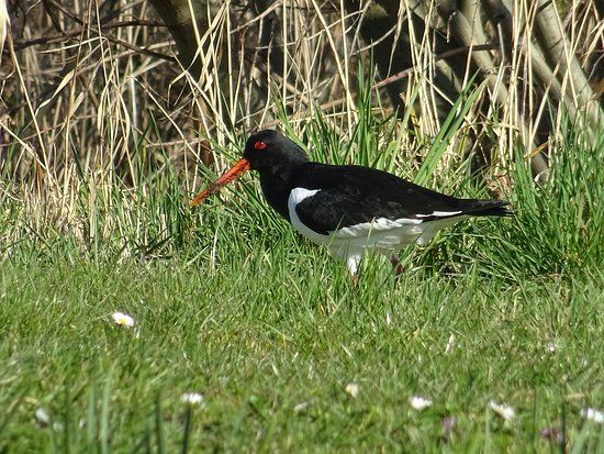 de Crezeepolder