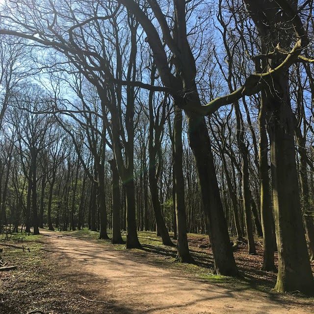 de Amsterdamse Waterleidingduinen