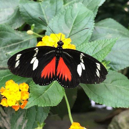 de Orchideeen Hoeve