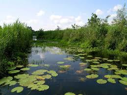 het natuurgebied De Wieden