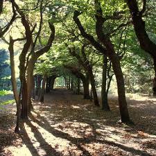 Baarnse Bos
