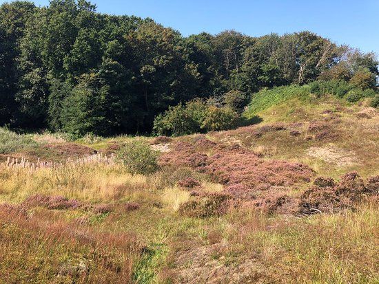 High Mountain Texel