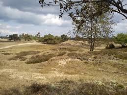 de Doornspijkse Heide