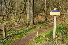 Leuvenum Forest