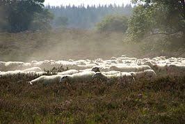 Ermelosche Heide