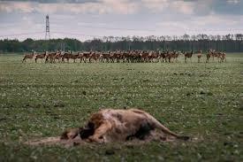 Oostvaardersplassen