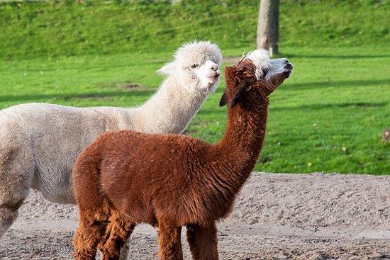 Kinderboerderij Diemen