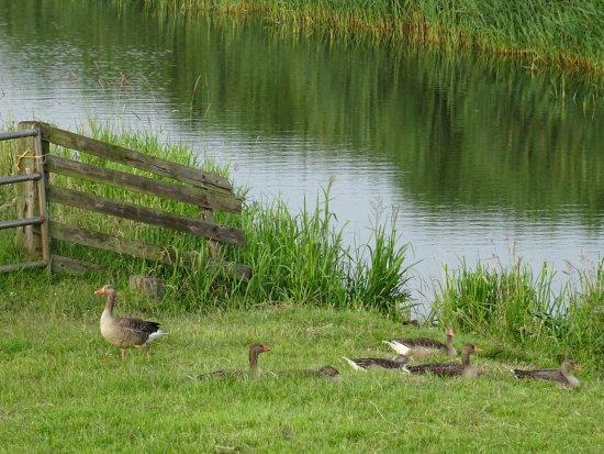 VogelInformatiecentrum Texel