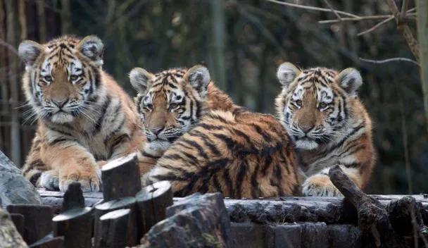 DierenPark Amersfoort