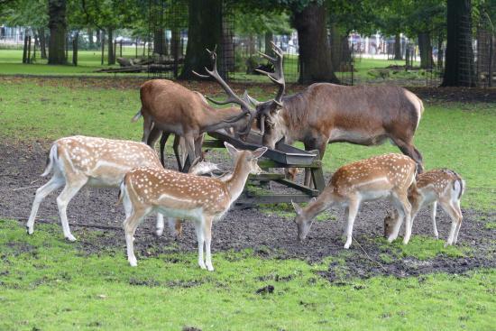 Haagse Bos