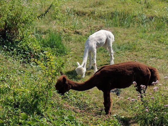 Almere Jungle