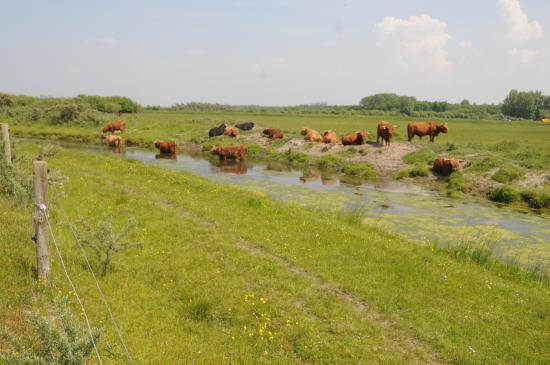het Nationaal Park Lauwersmeer