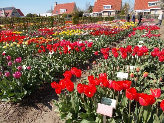 Hortus Bulborum