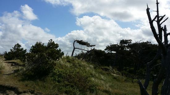 het Nationaal Park Duinen van Texel