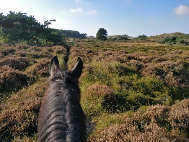 de Schoorlse Duinen