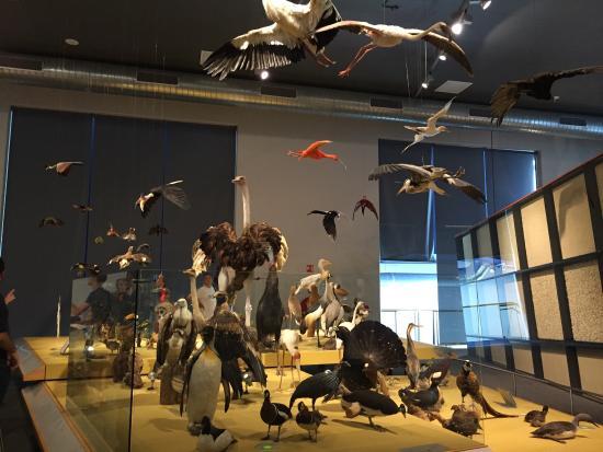 das Museum Naturalis