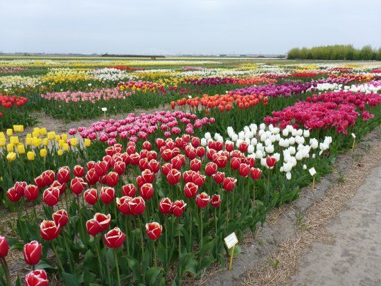 Floratuin