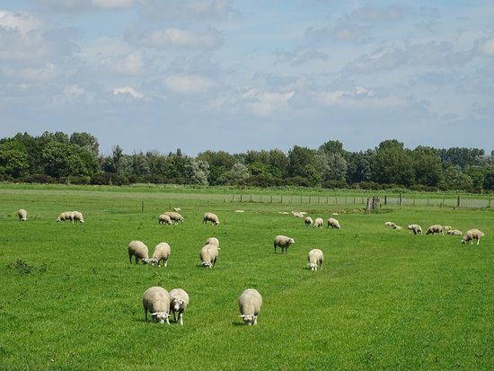 Schapenstreek