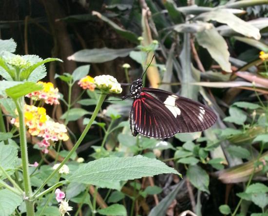 Butterflies on the Vliet