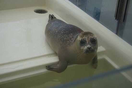 A Seal Zeehondenopvang en Expo Stellendam