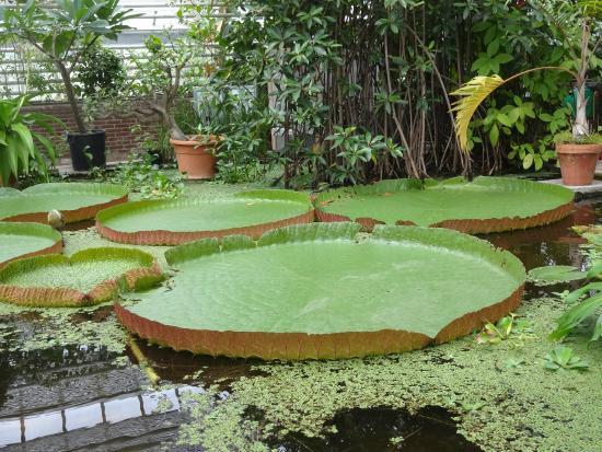 de Hortus botanicus Leiden