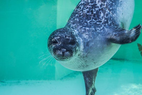 het Zee Aquarium Bergen aan Zee