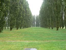 The Green Cathedral