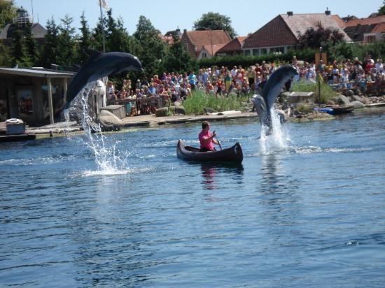 het Dolfinarium Harderwijk